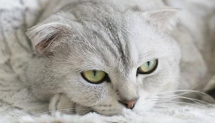 开云体育app下载-中澳女队混合接力巅峰对决，中澳女篮